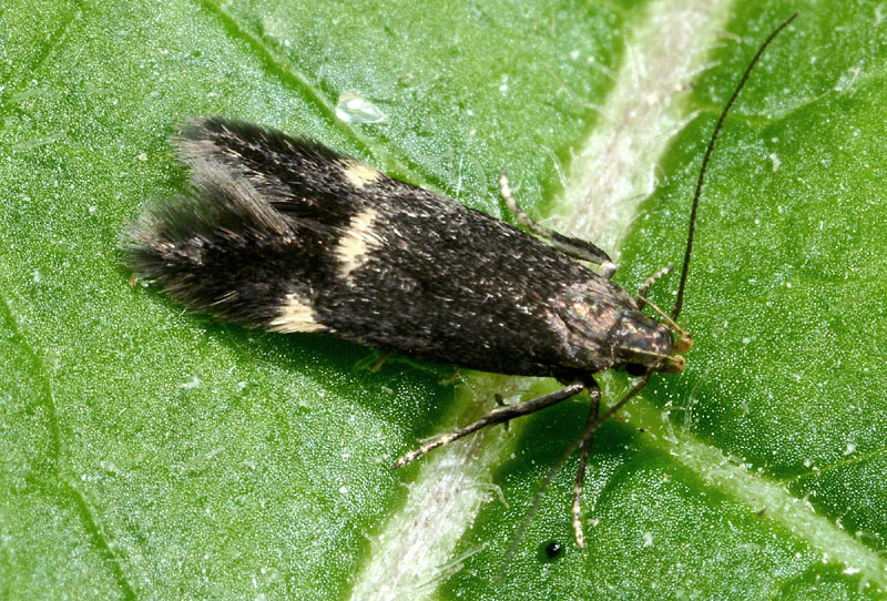 Gelechiidae: Stomopteryx sp Cf flavipalpella